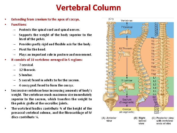 Vertebral Column • • • Extending from cranium to the apex of coccyx. Functions: