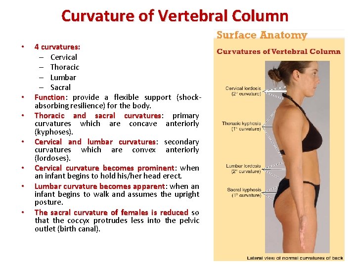 Curvature of Vertebral Column • • 4 curvatures: – Cervical – Thoracic – Lumbar