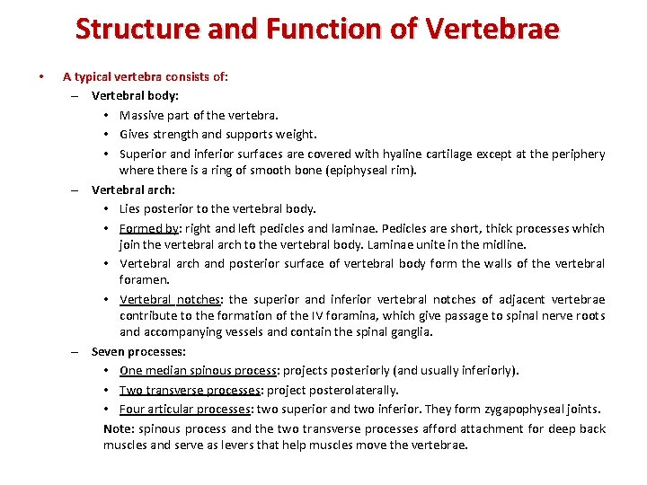 Structure and Function of Vertebrae • A typical vertebra consists of: – Vertebral body: