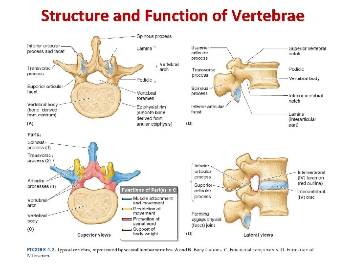 Structure and Function of Vertebrae 