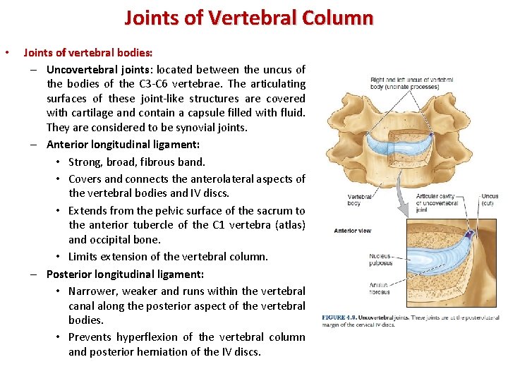 Joints of Vertebral Column • Joints of vertebral bodies: – Uncovertebral joints: located between