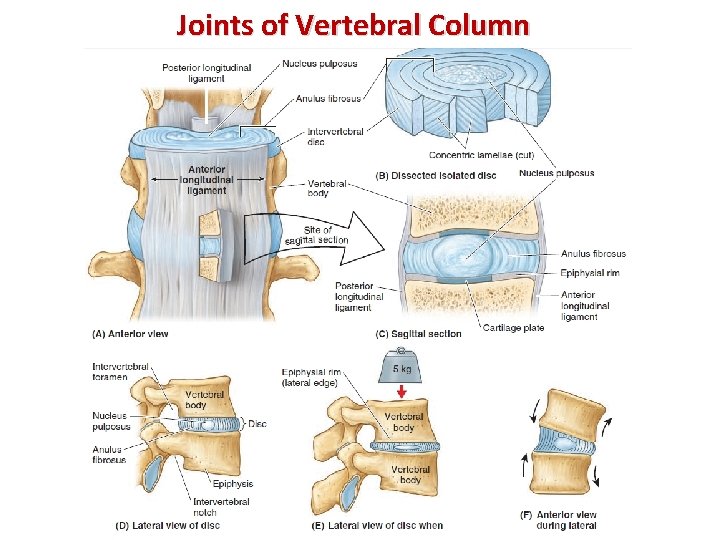 Joints of Vertebral Column 