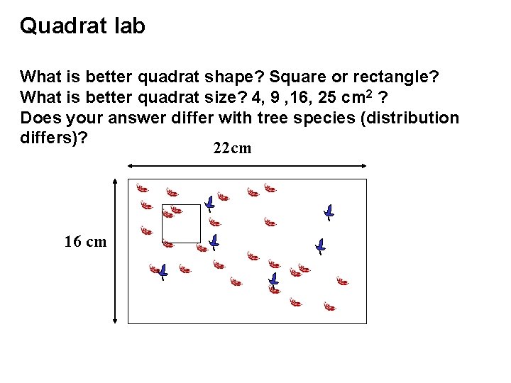 Quadrat lab What is better quadrat shape? Square or rectangle? What is better quadrat