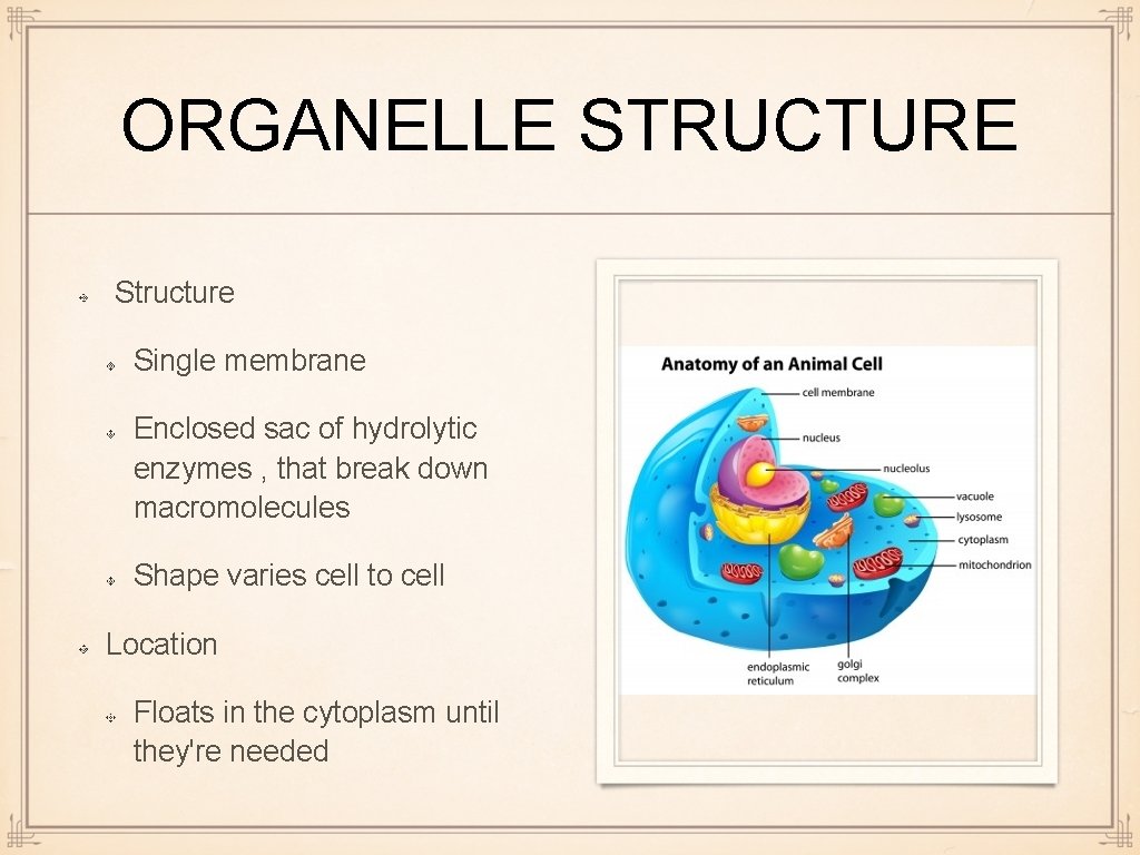 ORGANELLE STRUCTURE Structure Single membrane Enclosed sac of hydrolytic enzymes , that break down
