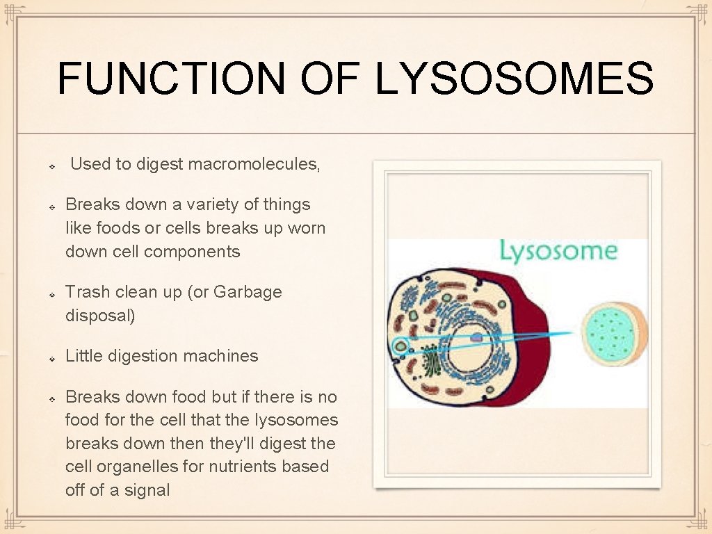 FUNCTION OF LYSOSOMES Used to digest macromolecules, Breaks down a variety of things like