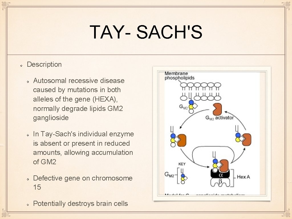 TAY- SACH'S Description Autosomal recessive disease caused by mutations in both alleles of the