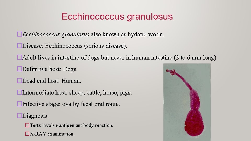 Ecchinococcus granulosus �Ecchinococcus granulosus also known as hydatid worm. �Disease: Ecchinococcus (serious disease). �Adult