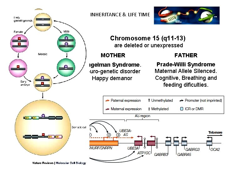 INHERITANCE & LIFE TIME Chromosome 15 (q 11 -13) are deleted or unexpressed MOTHER