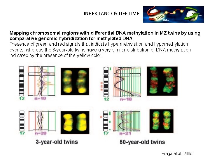 INHERITANCE & LIFE TIME Mapping chromosomal regions with differential DNA methylation in MZ twins