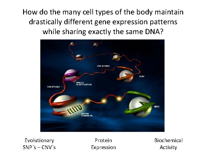 How do the many cell types of the body maintain drastically different gene expression