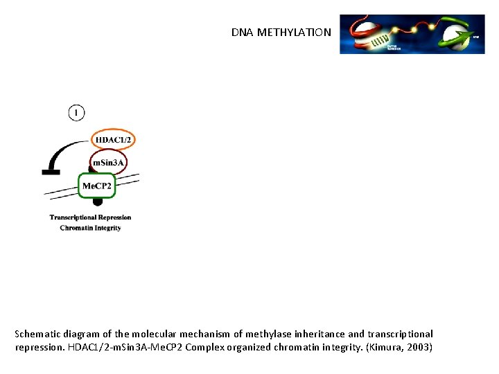 DNA METHYLATION Schematic diagram of the molecular mechanism of methylase inheritance and transcriptional repression.