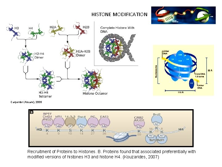 HISTONE MODIFICATION Carpenter (Abcam), 2005 Recruitment of Proteins to Histones. B. Proteins found that