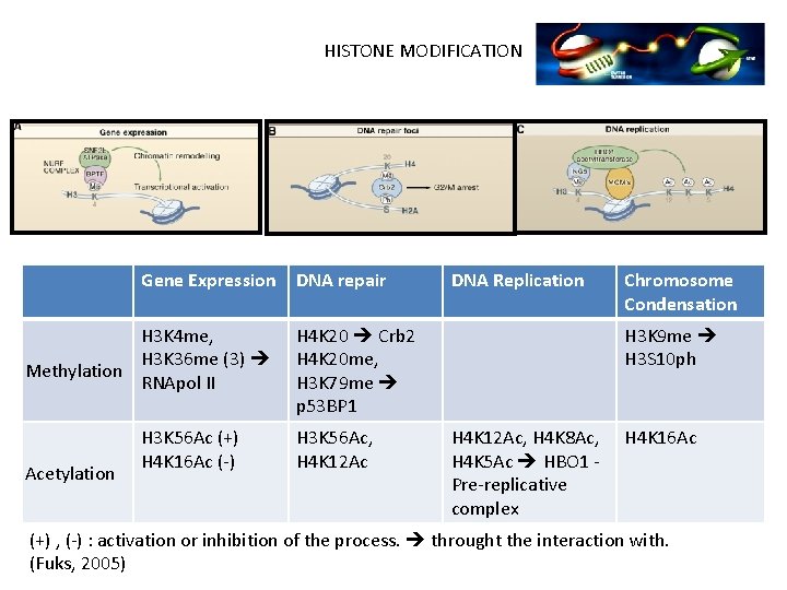 HISTONE MODIFICATION Gene Expression H 3 K 4 me, H 3 K 36 me