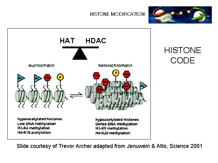 HISTONE MODIFICATION HAT HDAC HISTONE CODE Slide courtesy of Trevor Archer adapted from Jenuwein