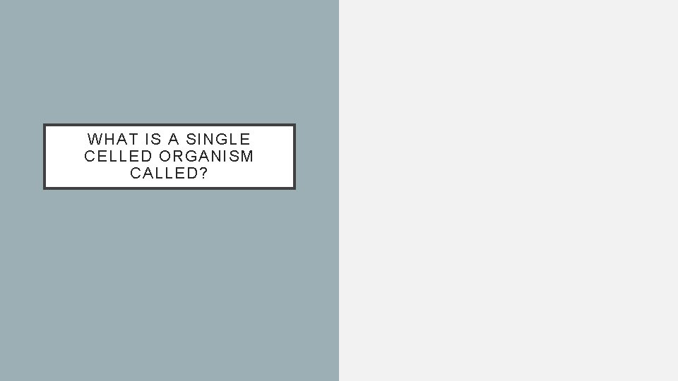 WHAT IS A SINGLE CELLED ORGANISM CALLED? 