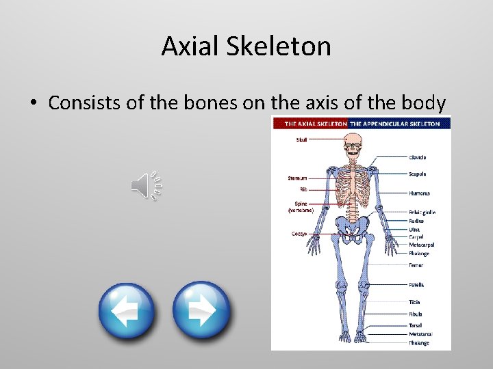 Axial Skeleton • Consists of the bones on the axis of the body 