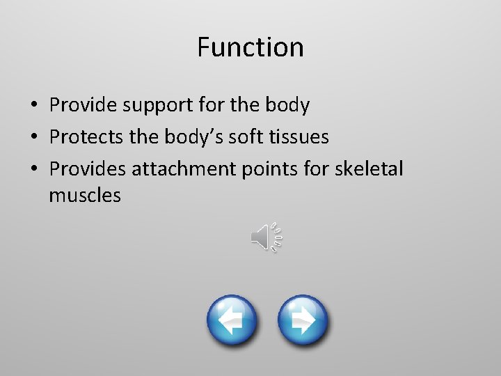 Function • Provide support for the body • Protects the body’s soft tissues •