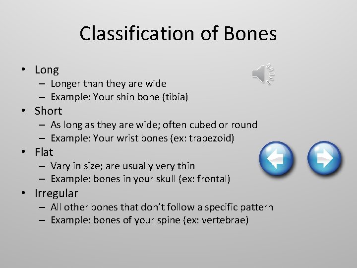 Classification of Bones • Long – Longer than they are wide – Example: Your