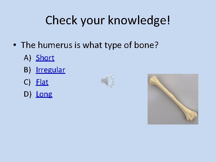 Check your knowledge! • The humerus is what type of bone? A) B) C)