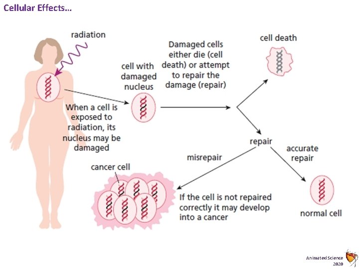 Cellular Effects… Animated Science 2020 