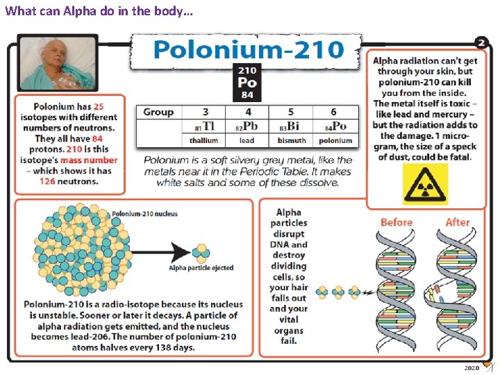 What can Alpha do in the body… Animated Science 2020 