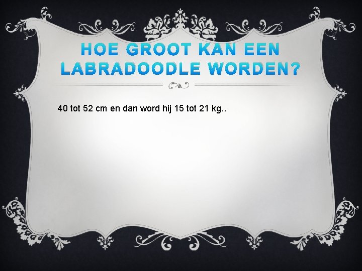 HOE GROOT KAN EEN LABRADOODLE WORDEN? 40 tot 52 cm en dan word hij