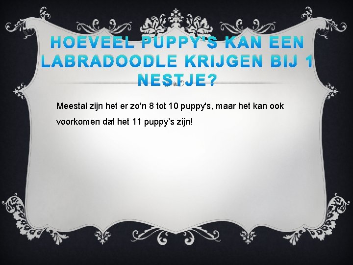 HOEVEEL PUPPY'S KAN EEN LABRADOODLE KRIJGEN BIJ 1 NESTJE? Meestal zijn het er zo'n