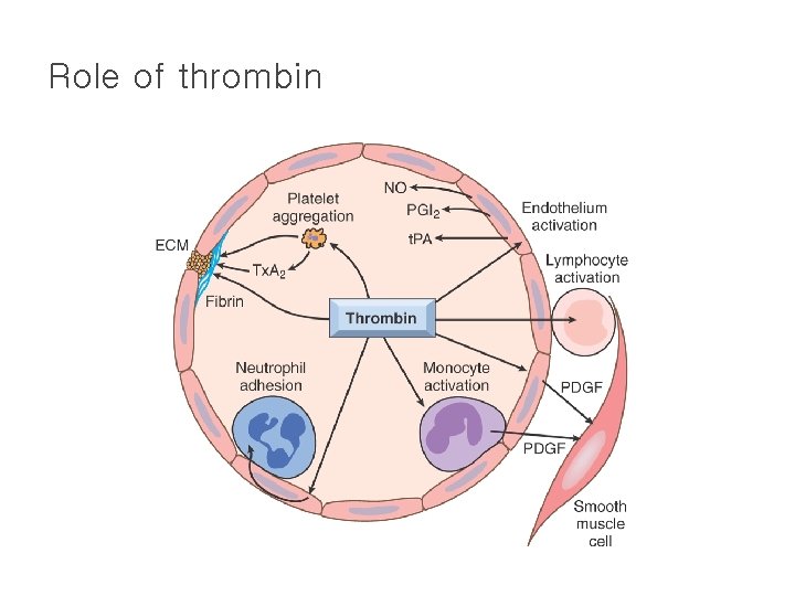 Role of thrombin 