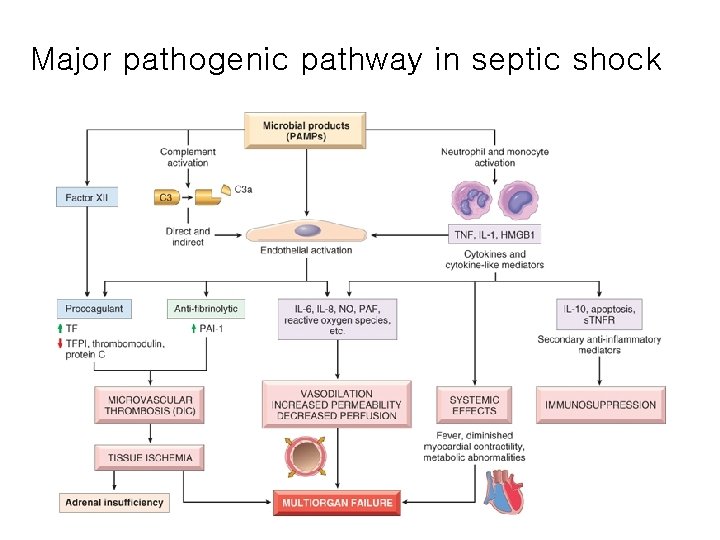 Major pathogenic pathway in septic shock 