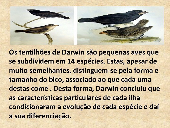 Os tentilhões de Darwin são pequenas aves que se subdividem em 14 espécies. Estas,