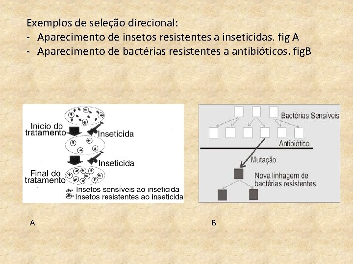 Exemplos de seleção direcional: - Aparecimento de insetos resistentes a inseticidas. fig A -