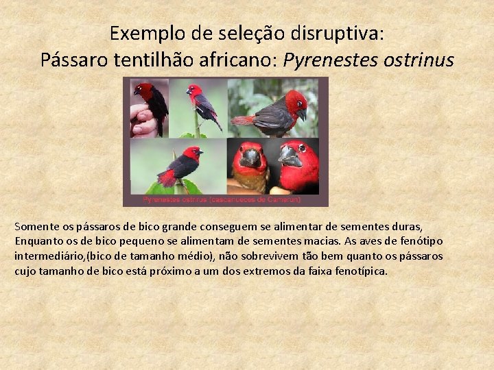 Exemplo de seleção disruptiva: Pássaro tentilhão africano: Pyrenestes ostrinus Somente os pássaros de bico