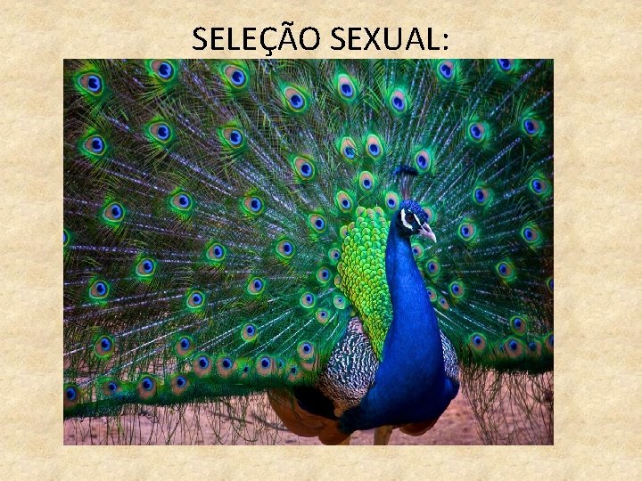 SELEÇÃO SEXUAL: 