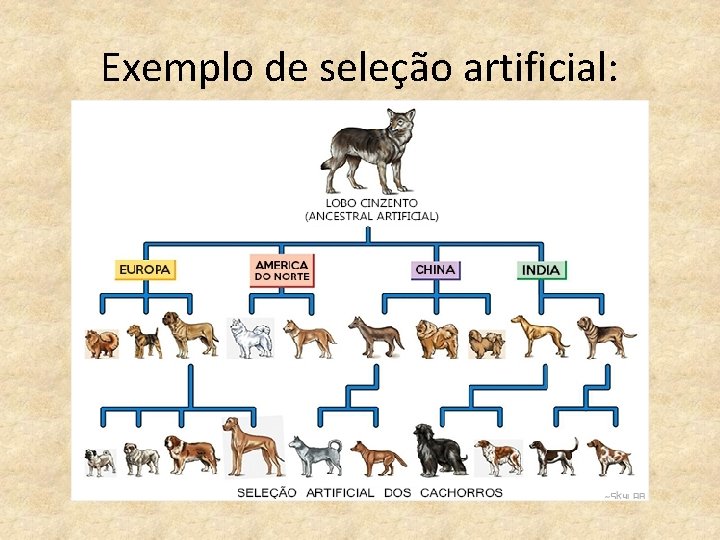 Exemplo de seleção artificial: 