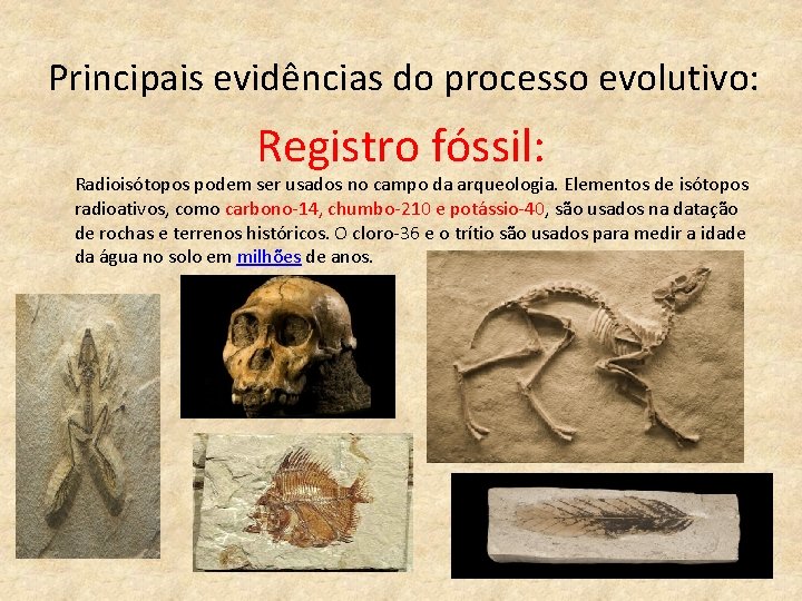 Principais evidências do processo evolutivo: Registro fóssil: Radioisótopos podem ser usados no campo da