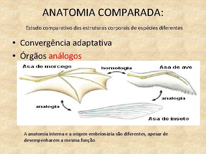 ANATOMIA COMPARADA: Estudo comparativo das estruturas corporais de espécies diferentes • Convergência adaptativa •