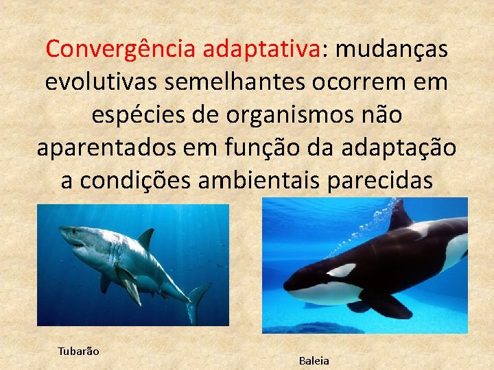 Convergência adaptativa: mudanças evolutivas semelhantes ocorrem em espécies de organismos não aparentados em função