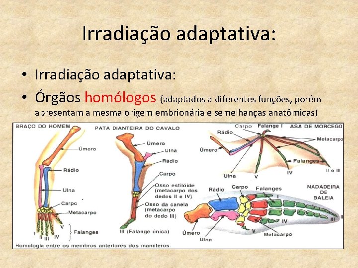 Irradiação adaptativa: • Órgãos homólogos (adaptados a diferentes funções, porém apresentam a mesma origem