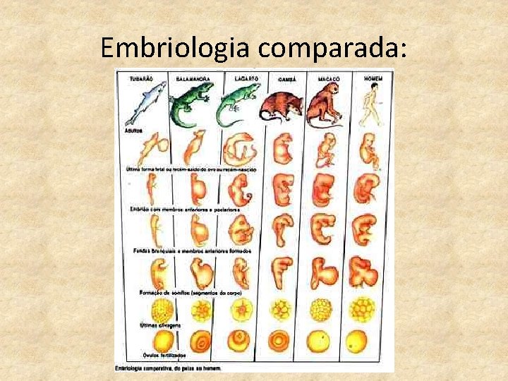 Embriologia comparada: 