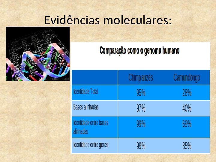 Evidências moleculares: 