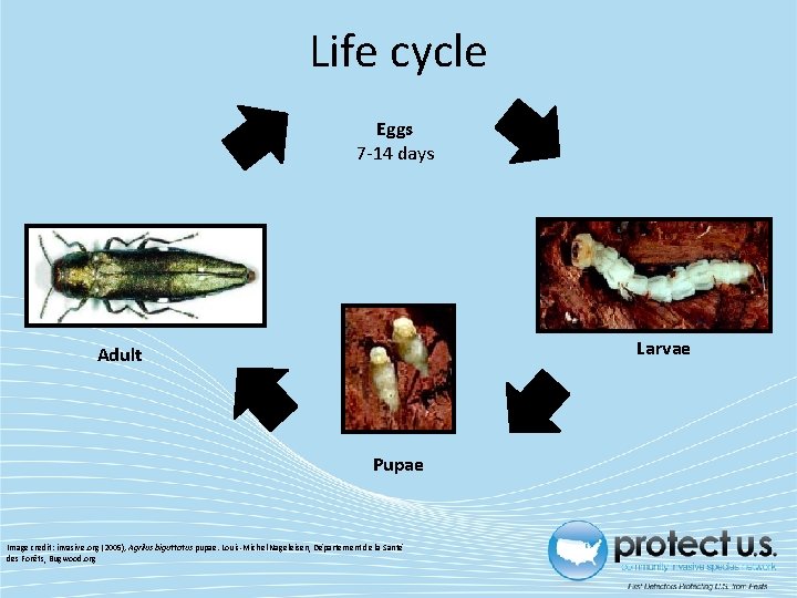 Life cycle Eggs 7 -14 days Larvae Adult Pupae Image credit: invasive. org (2005);
