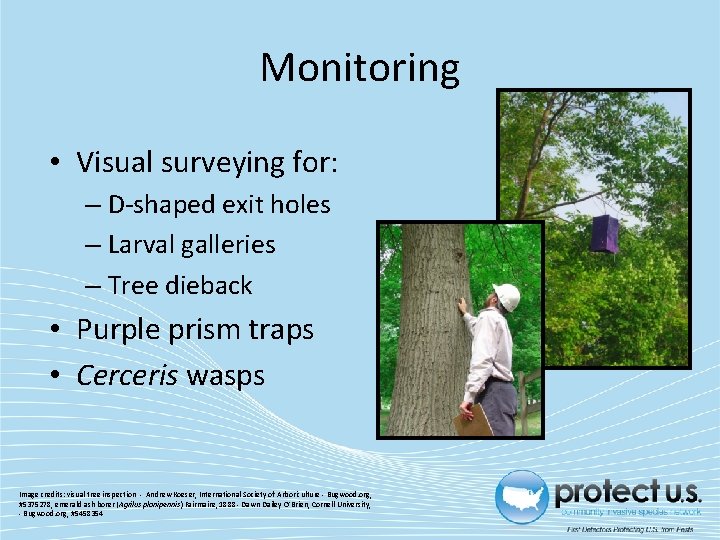 Monitoring • Visual surveying for: – D-shaped exit holes – Larval galleries – Tree