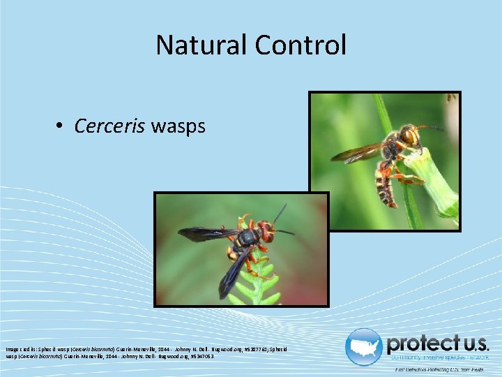 Natural Control • Cerceris wasps Image credits: Sphecid wasp (Cerceris bicornuta) Guerin-Meneville, 1844 -