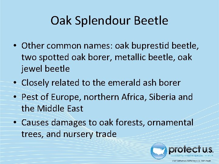 Oak Splendour Beetle • Other common names: oak buprestid beetle, two spotted oak borer,