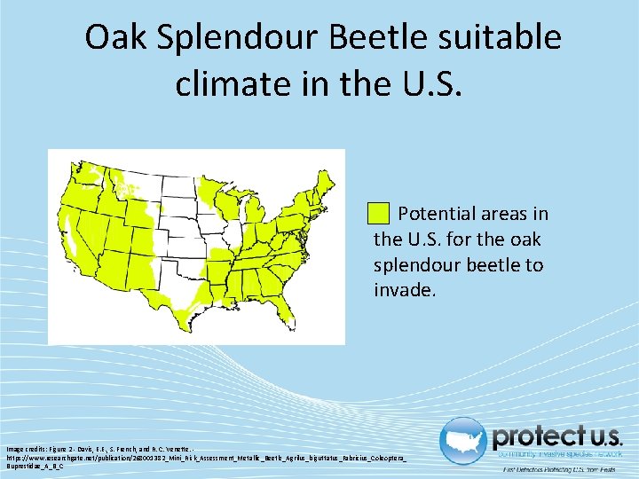 Oak Splendour Beetle suitable climate in the U. S. Potential areas in the U.