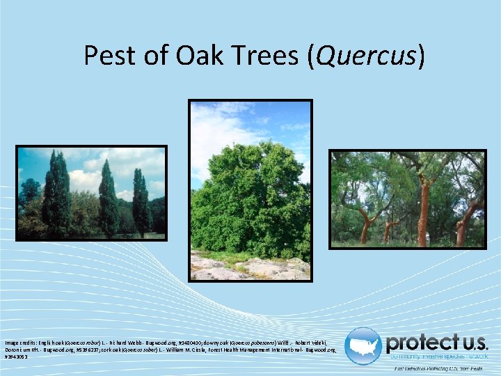 Pest of Oak Trees (Quercus) Image credits: English oak (Quercus robur) L. - Richard