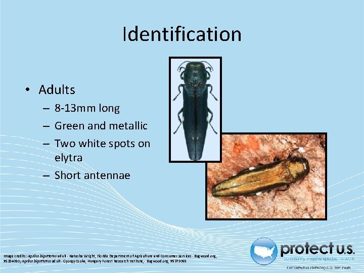 Identification • Adults – 8 -13 mm long – Green and metallic – Two