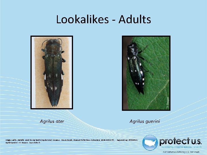 Lookalikes - Adults Agrilus ater Agrilus guerini Image credits: Metallic wood-boring beetle (Agrilus ater)