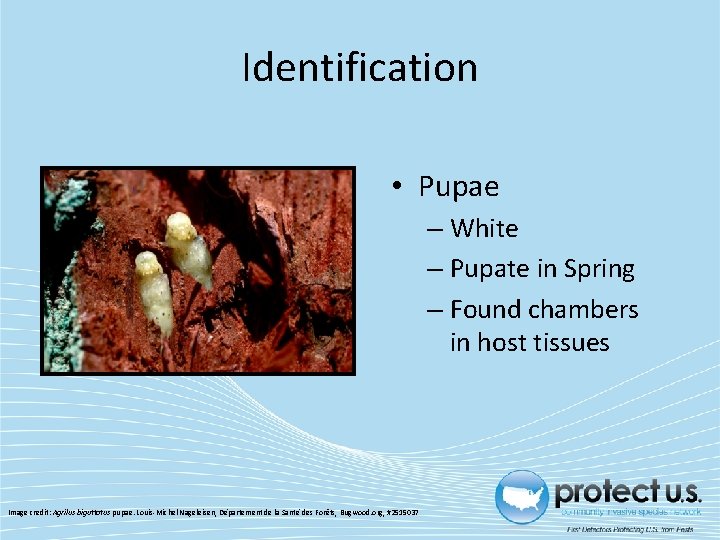Identification • Pupae – White – Pupate in Spring – Found chambers in host