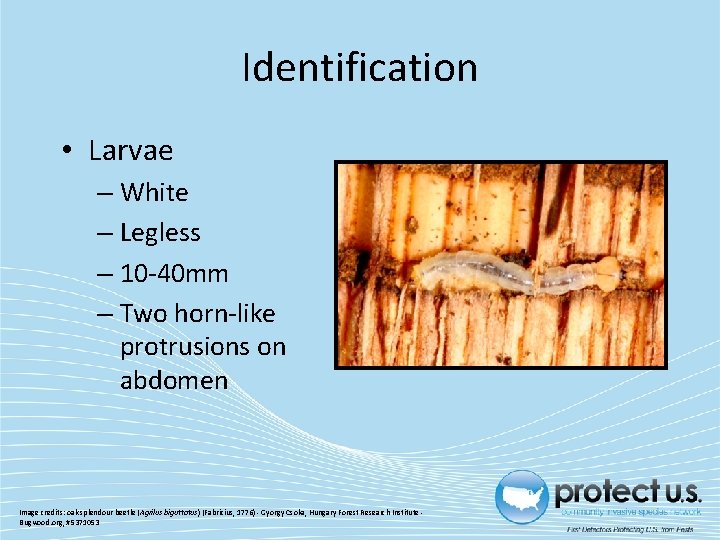 Identification • Larvae – White – Legless – 10 -40 mm – Two horn-like